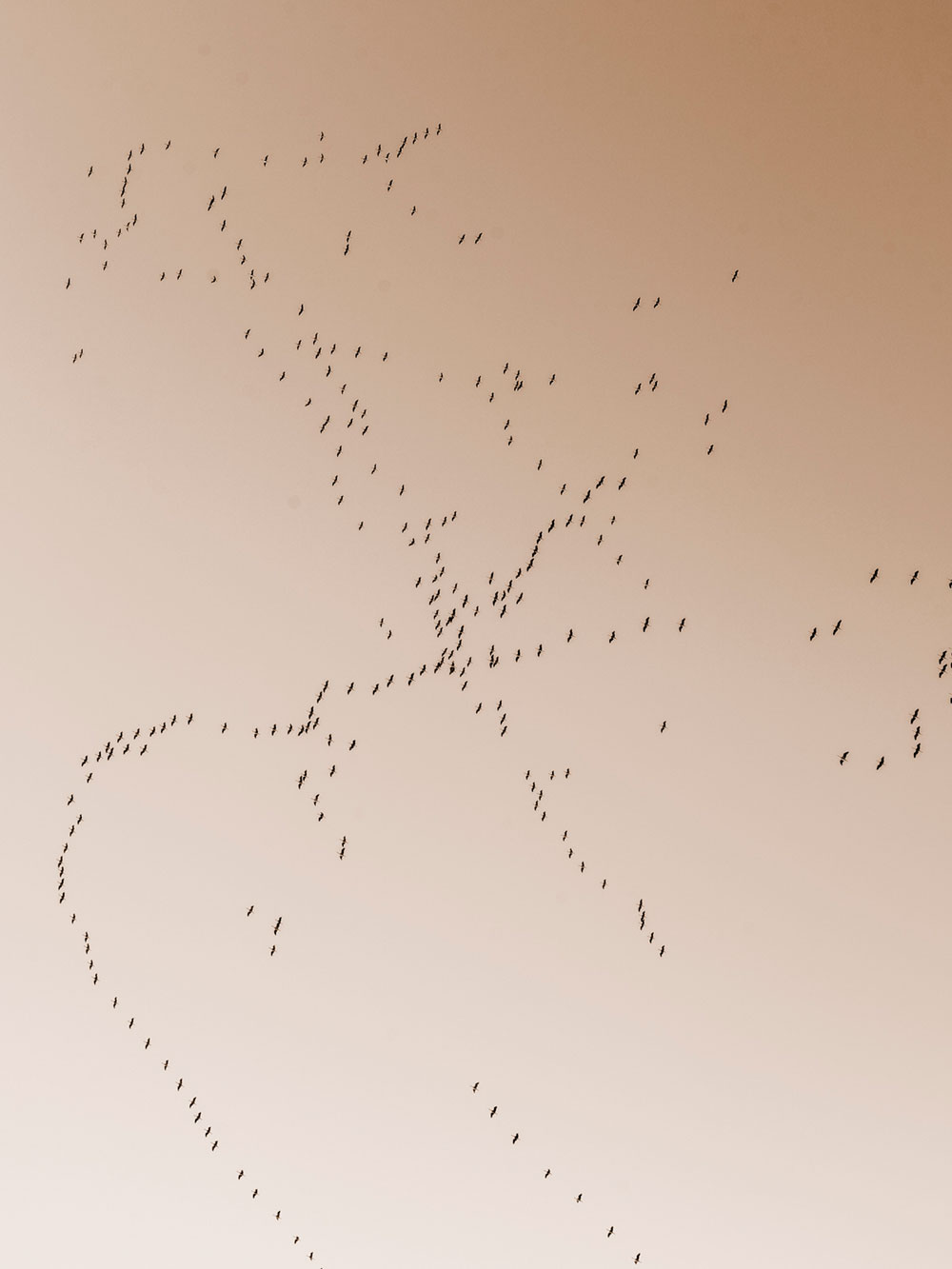 Vol d’oiseaux, Écritures Sauvages.